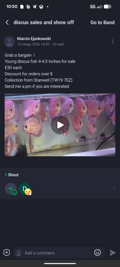 Discus fish for sale - Healthy - Collection only - Stanwell 