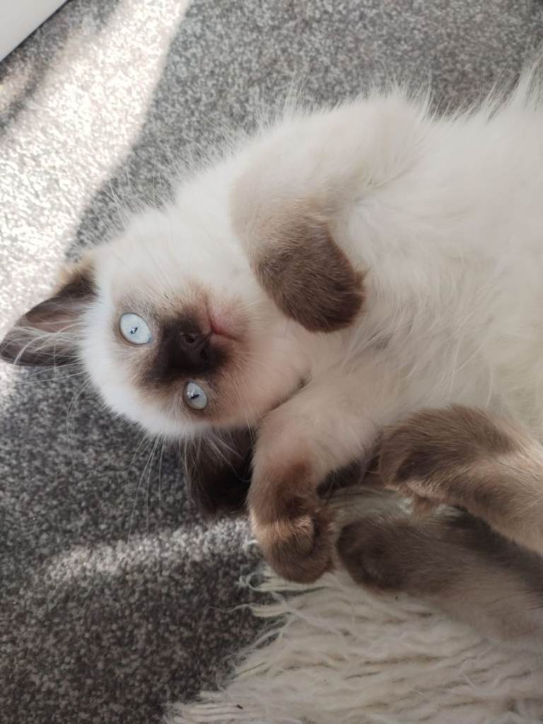 Ragdoll 