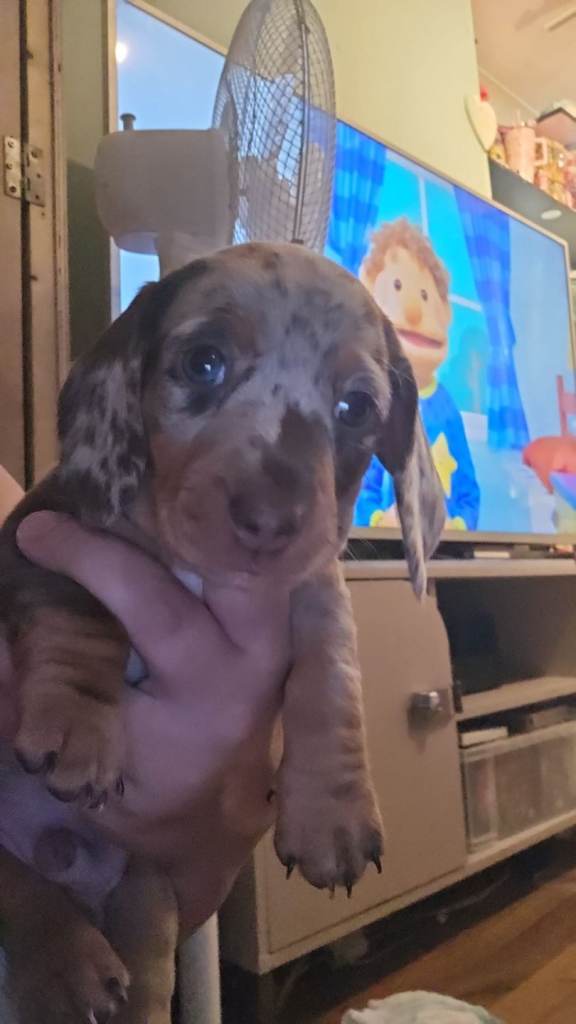 Dachshund puppy