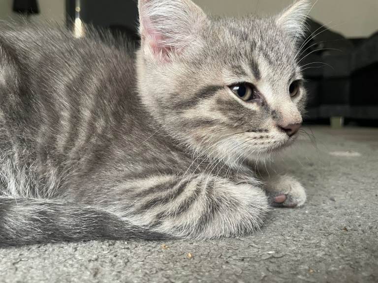 2 absolutely gorgeous kittens