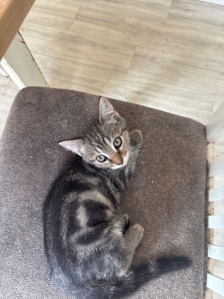 Kittens for sale