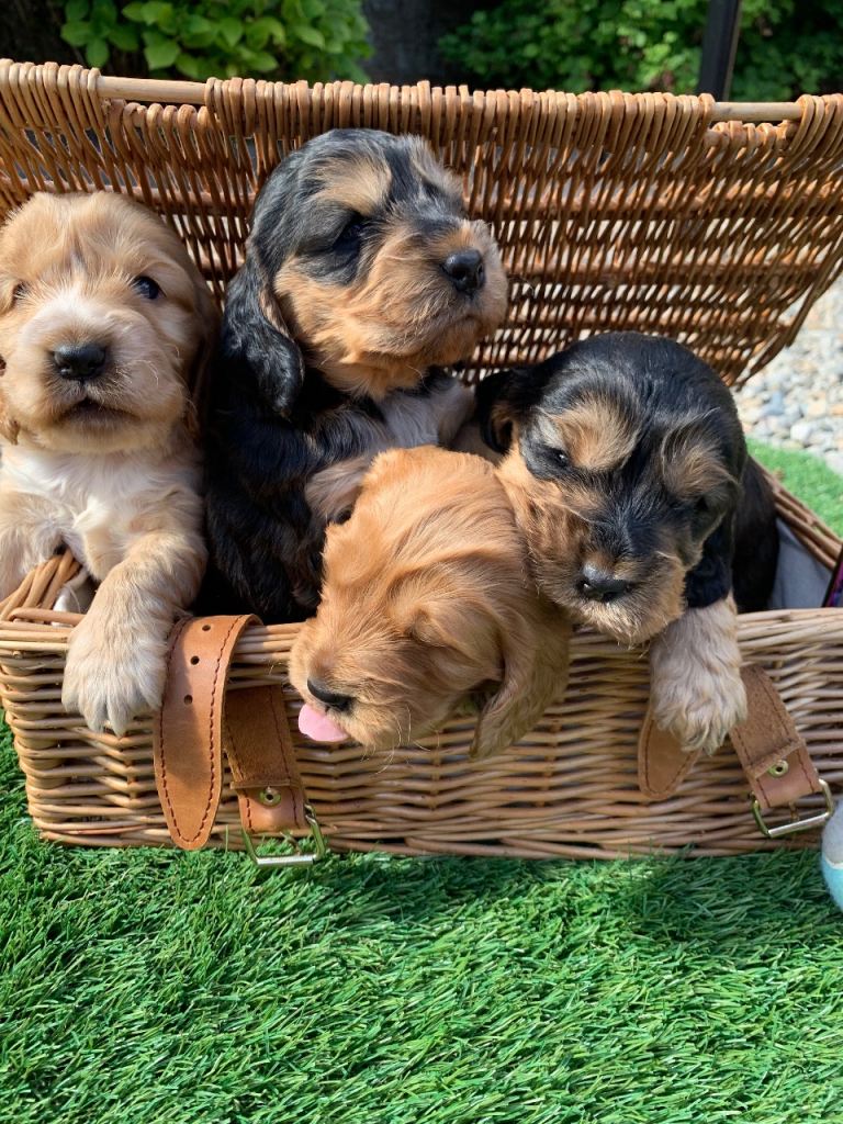 (Show Type Cocker Spaniel) puppies 4X