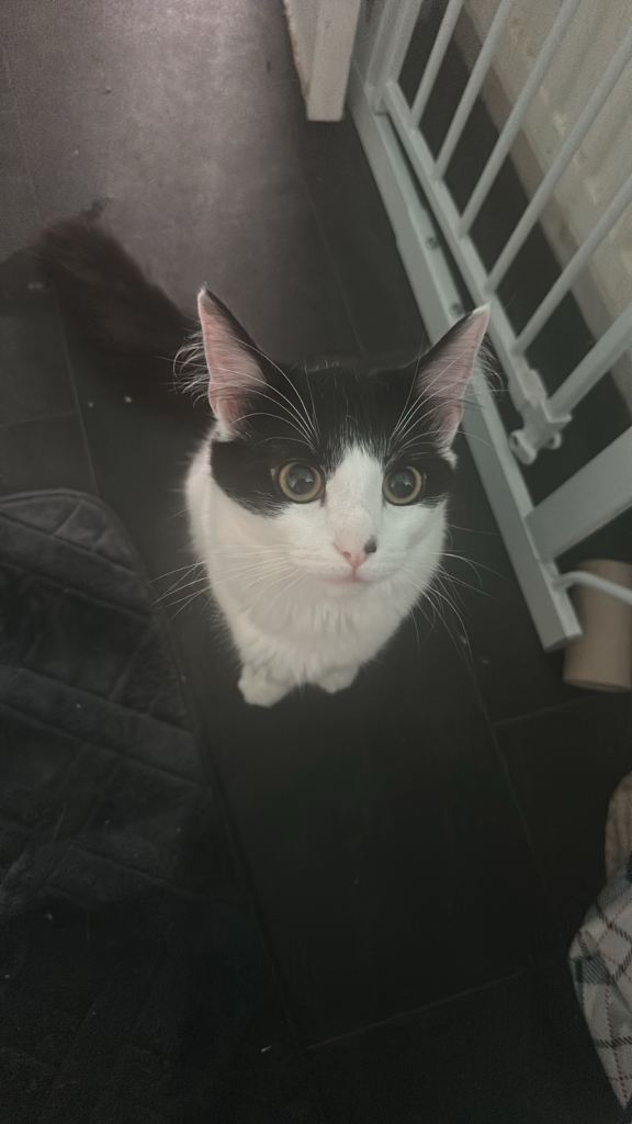 Two male cats for rehoming 