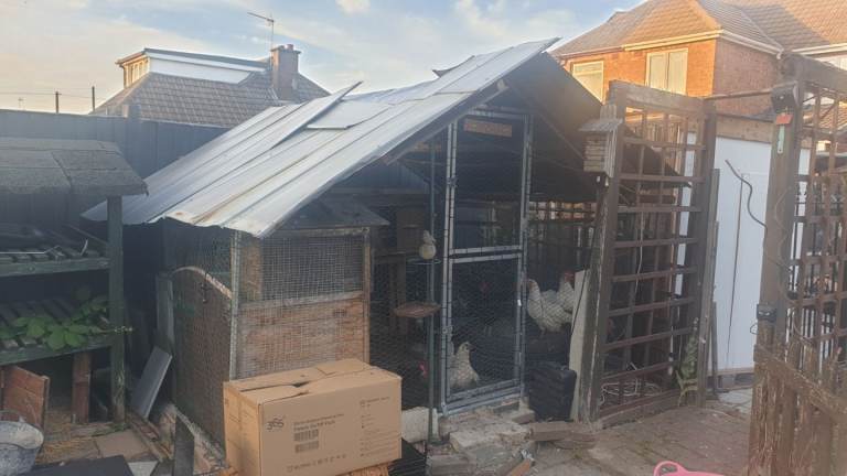 Chicken coup with nesting boxing feeders and feed