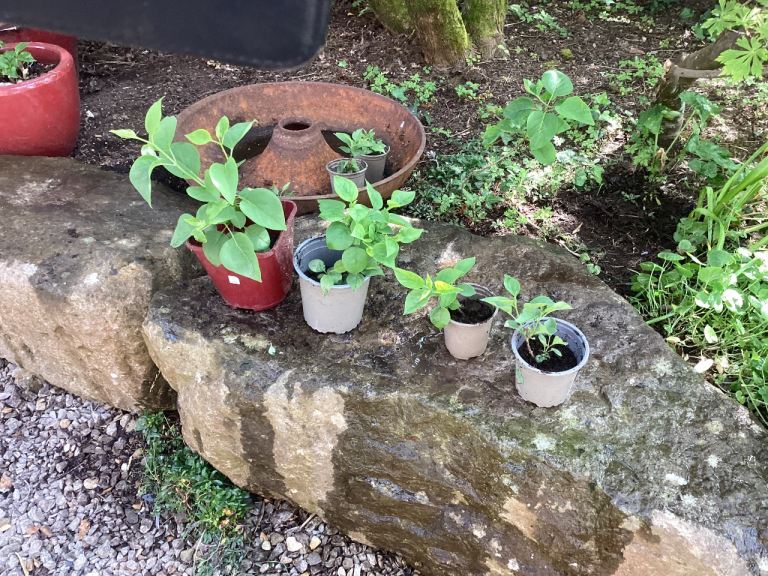 White lilac tree plants