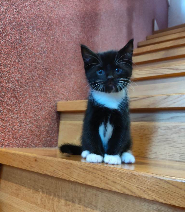 Beautiful, playful kittens