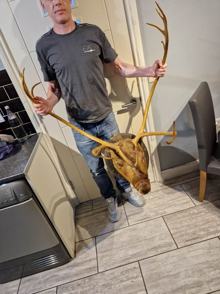 🦌 deer/Caribou mounted Taxidermy. Large 