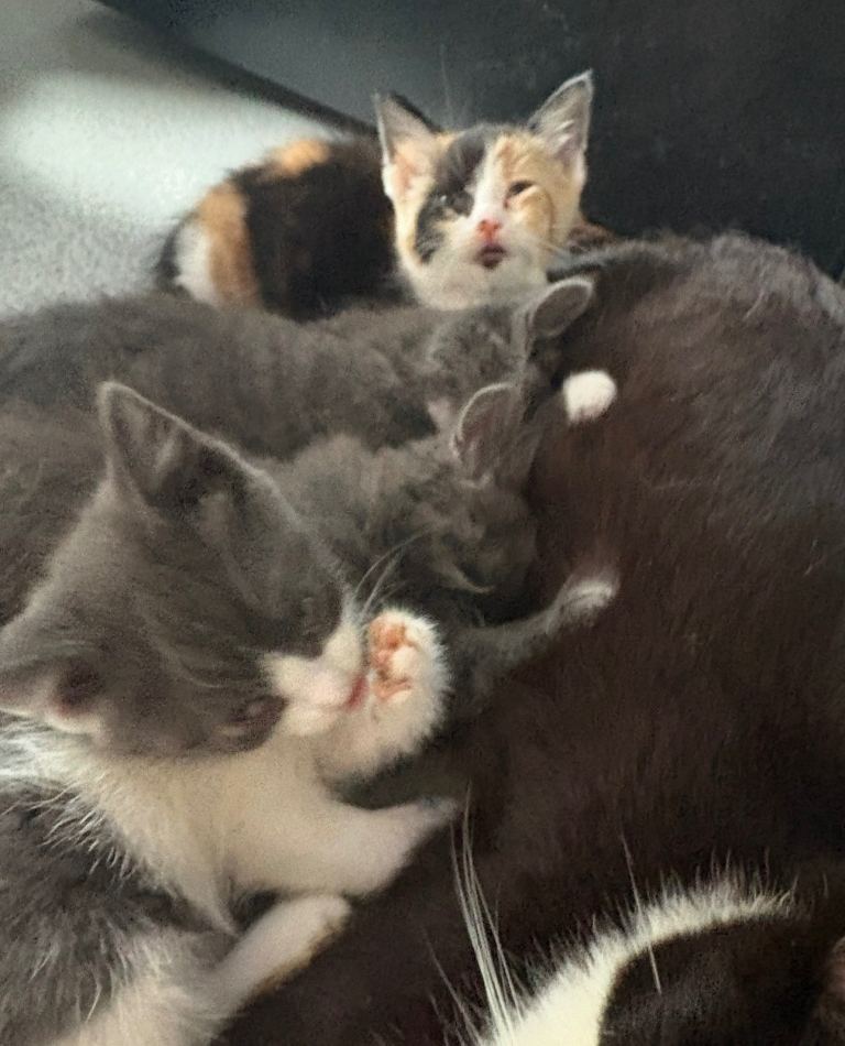 Long & short Hair British Blue Cross Kittens (prices vary) 