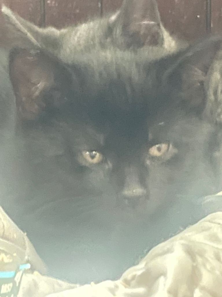 2 Male Black Kittens 