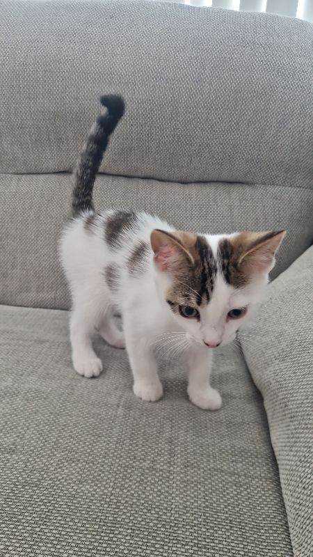 Kittens for sale