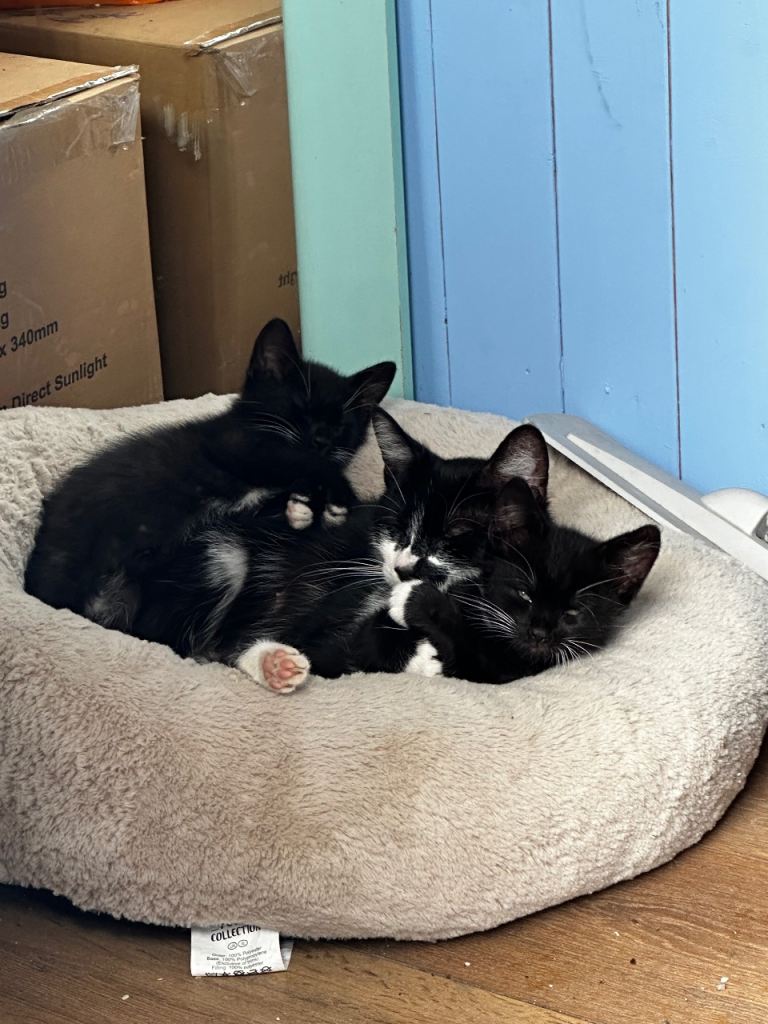 2 kittens for sale