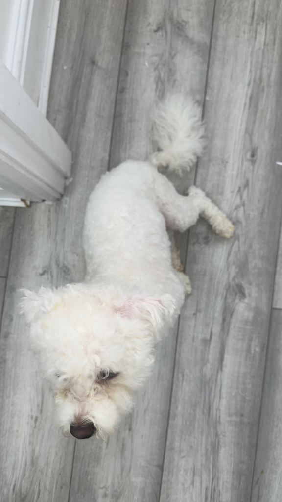 Friendly 1 Year Old Bichon Frise For Sale! 