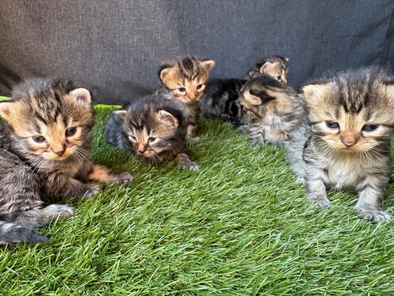 Kittens