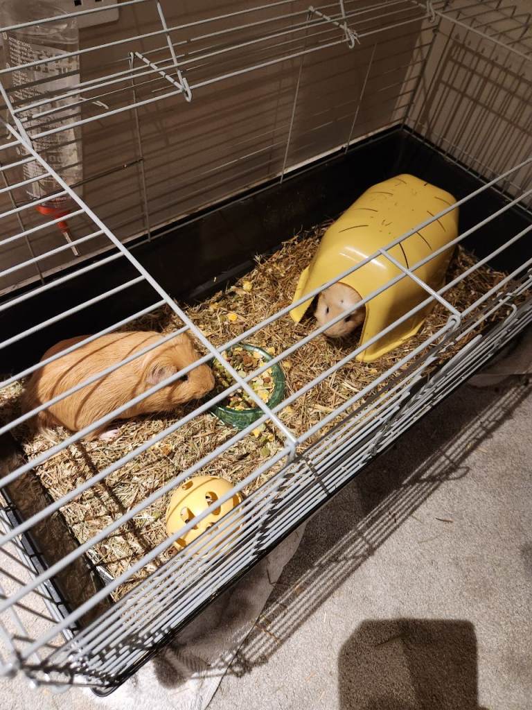 Two 10-Month-Old Male Guinea Pigs and Cage – Good Condition