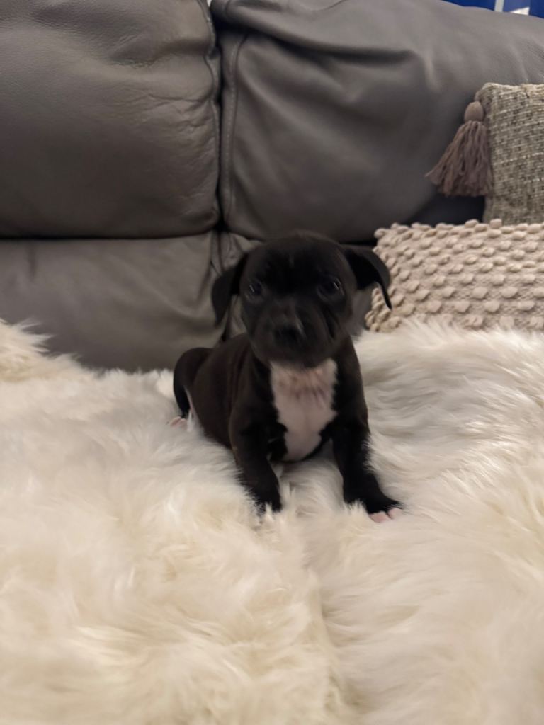 Staffordshire bull terrier puppies 