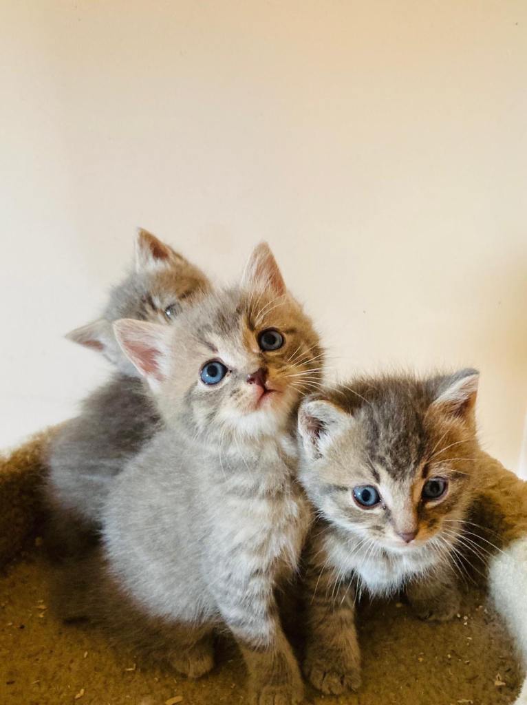 British Longhair Mix Kittens