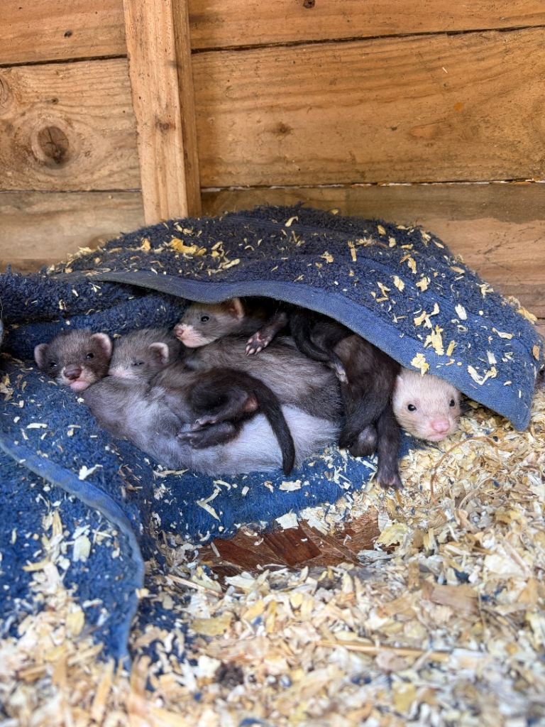Ferrets for Sale 