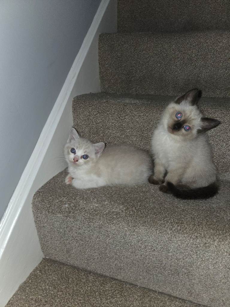 Ragdoll kittens 
