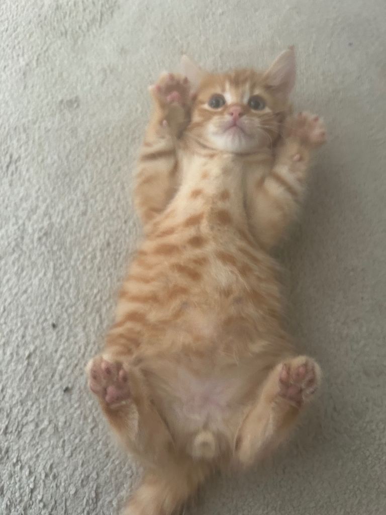 Kitten 