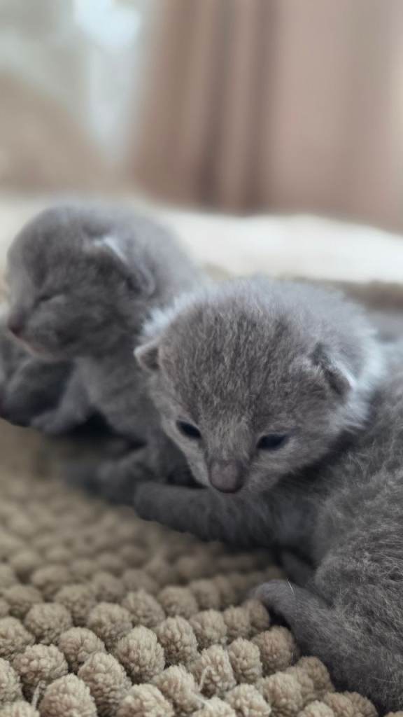 Stunning Russian Blue Kittens – TICA Registered, Champion Line – Ready Soon