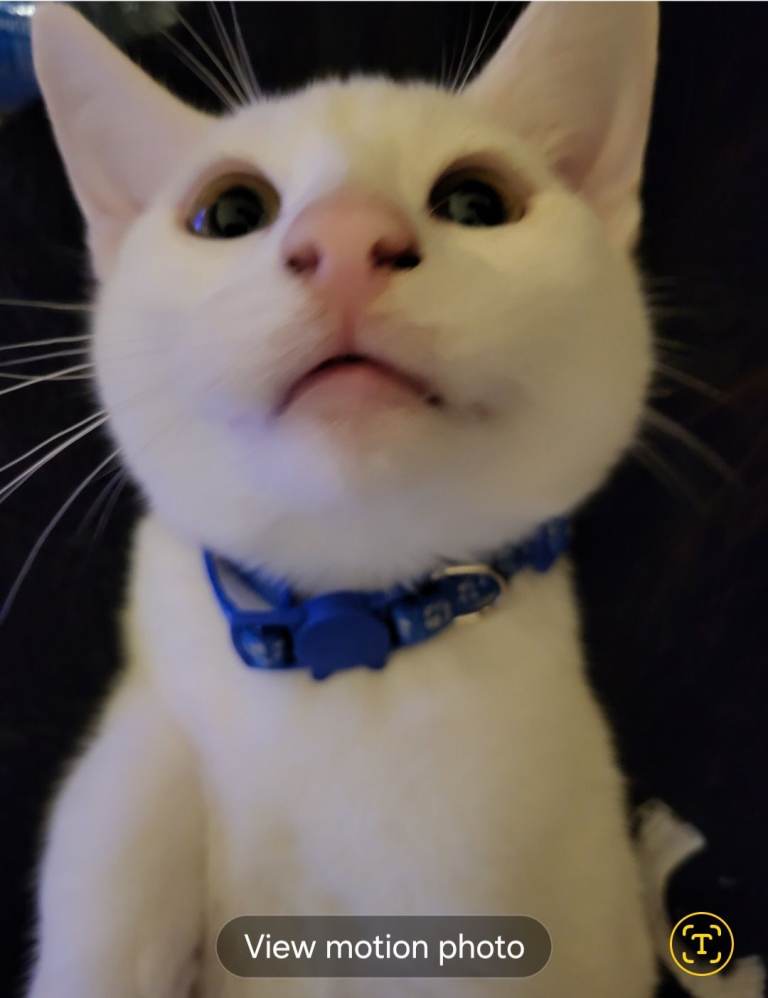 Russian white / Mamcoon x 2