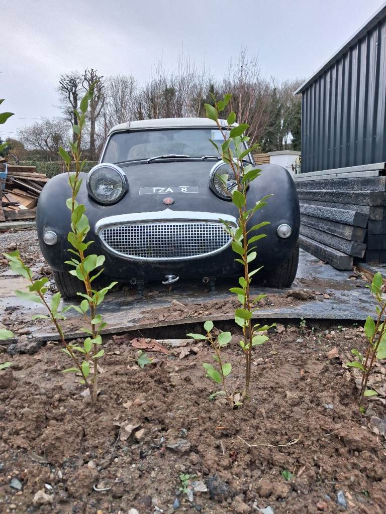 Austin Healey Sprite Frogeye