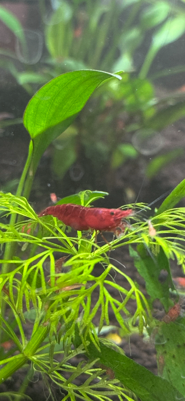 CHERRY SHRIMP!! £2 EACH!! 6 for £10!!
