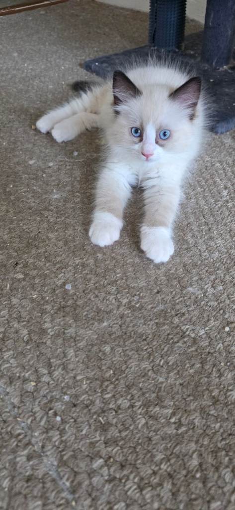 Absolutely adorable ragdoll kittens 
