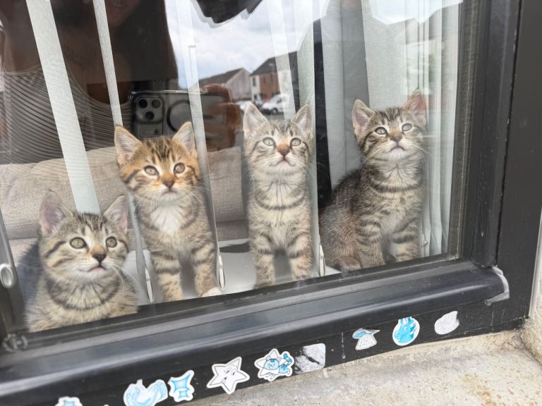 Tabby kittens