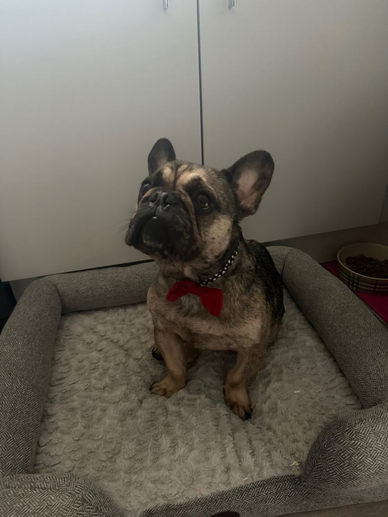 French bulldog 