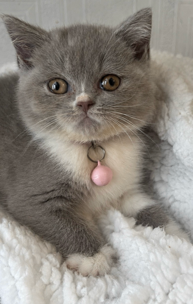 Beautiful  BSH boy and girls. 