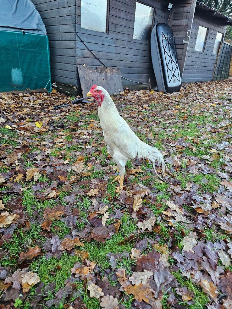 O shamo german 7 months 