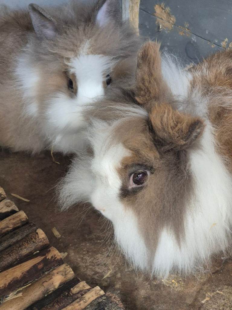 lionhead rabbits