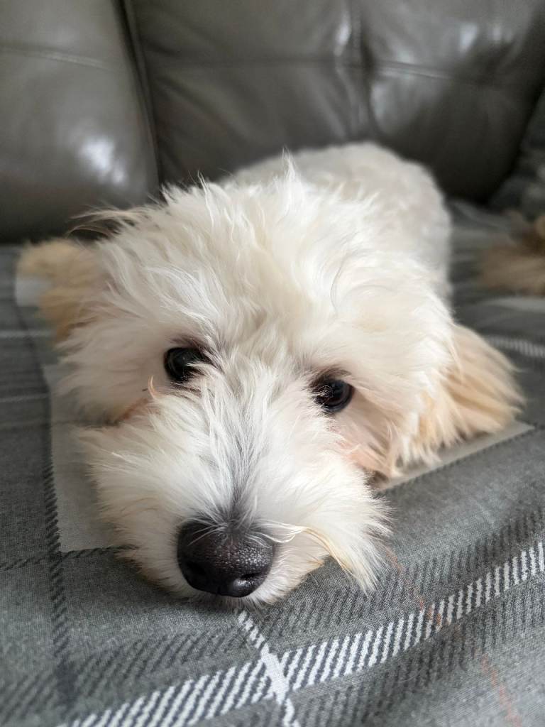 Maltipoo