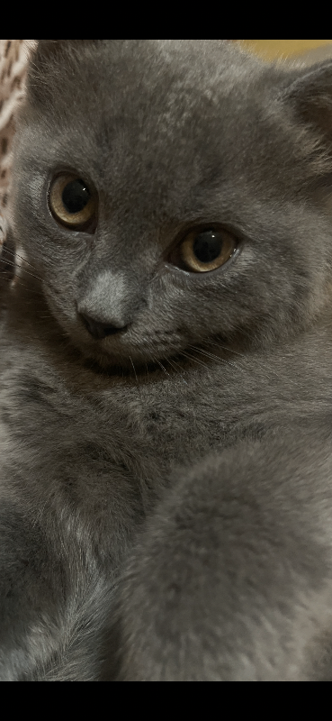 Adorable British Shorthair Kittens Ready for Loving Homes! in Ealing