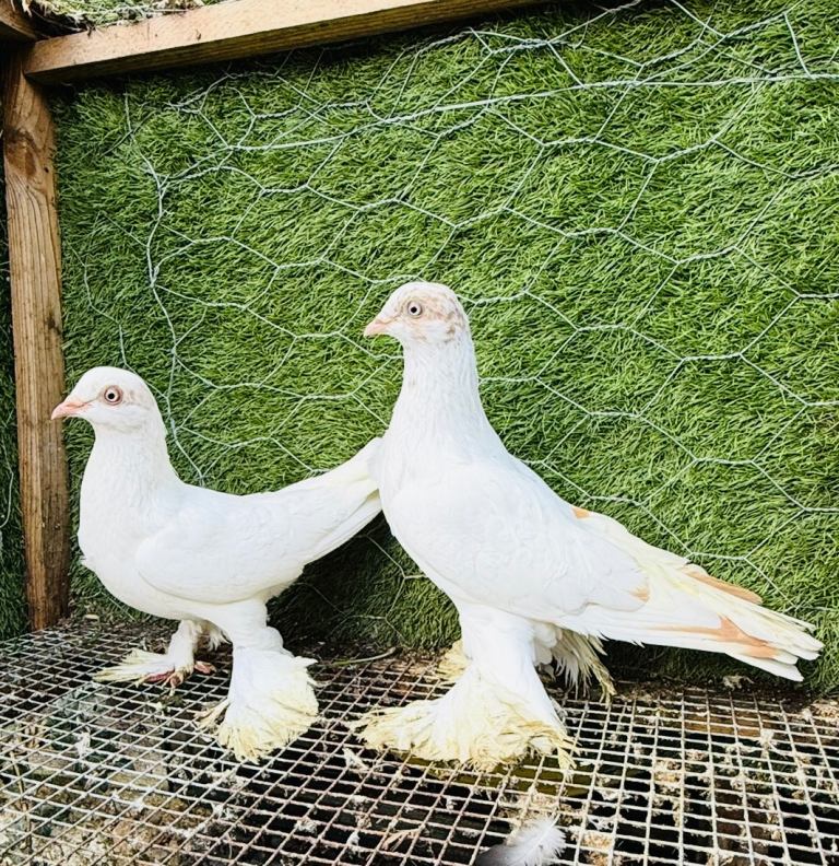 Pigeons looking for new home (private)
