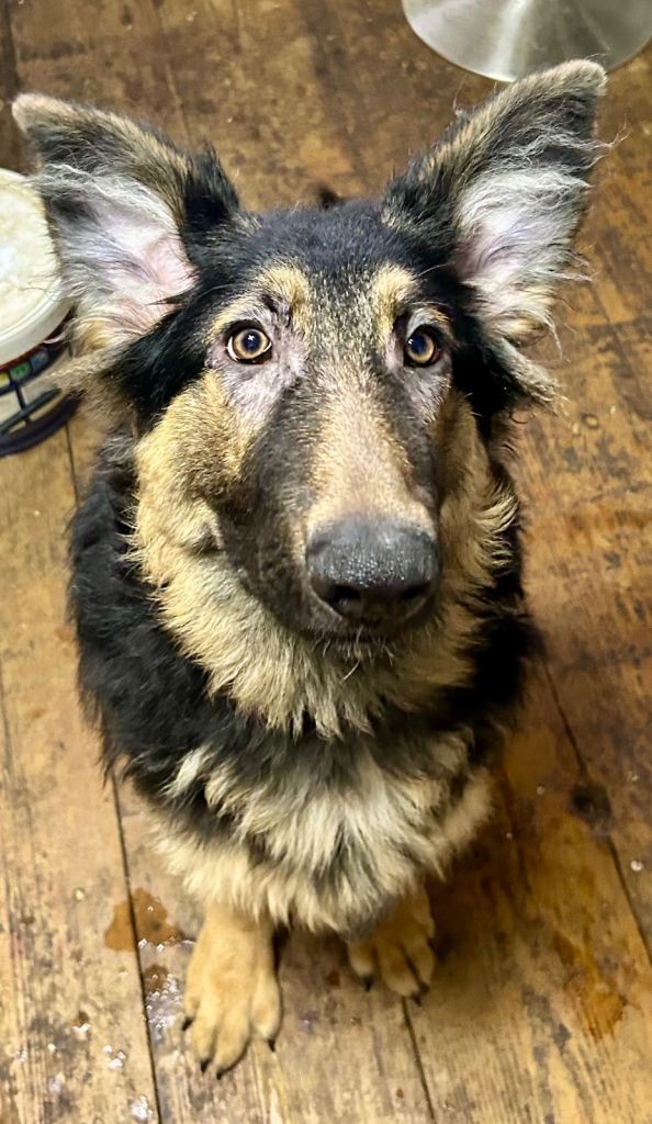 7 mth German Shepherd looking for forever home 