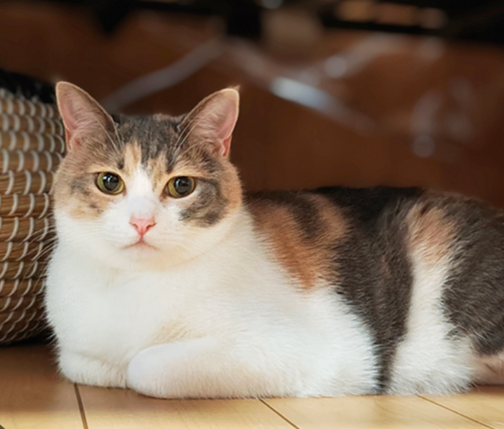 image for my cat sell