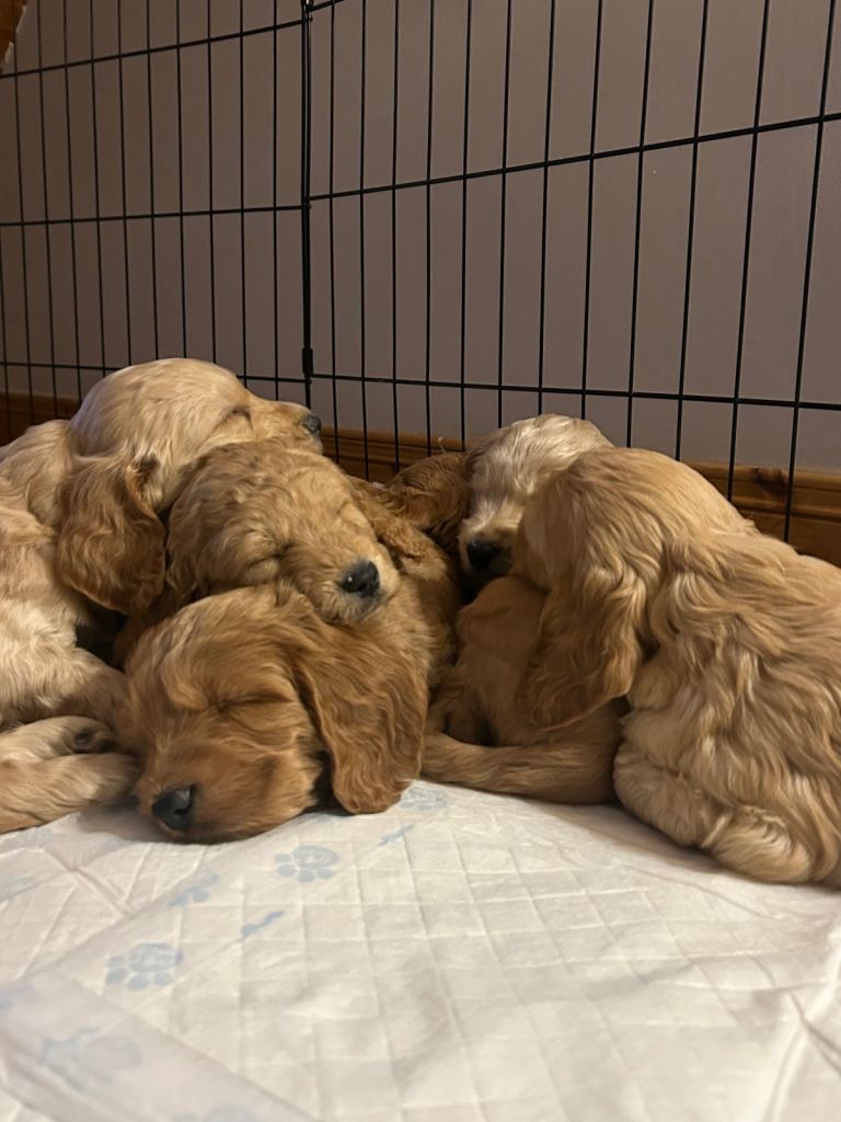 Cockapoo Puppies 