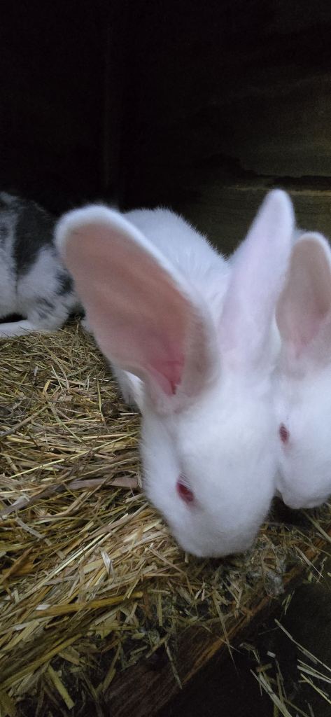 Rabbits New Zealand cross Continental 