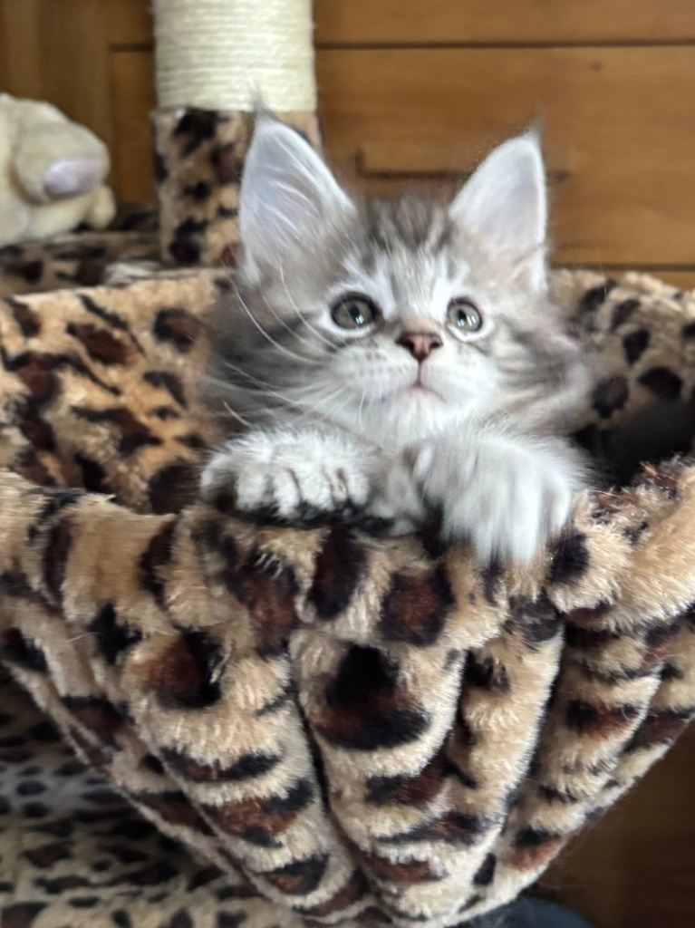 Stunning polydactyl Maine coons Tica registered 