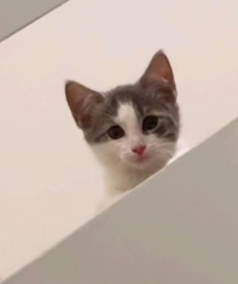 Kitten 