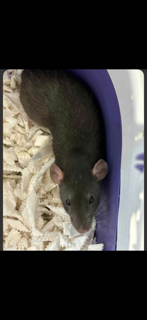 Rat with carry case