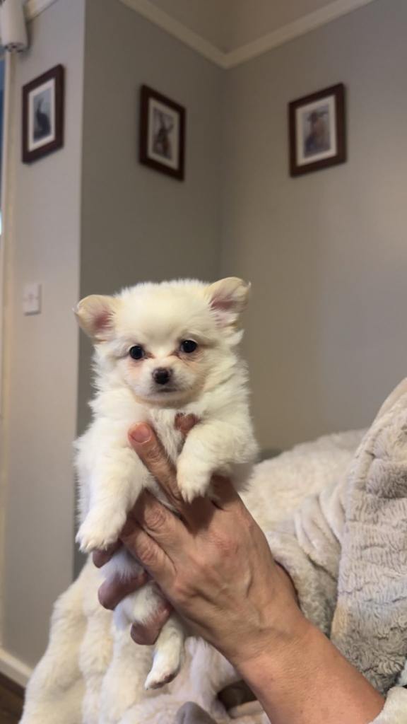 Chihuahua x Pomeranian Puppies