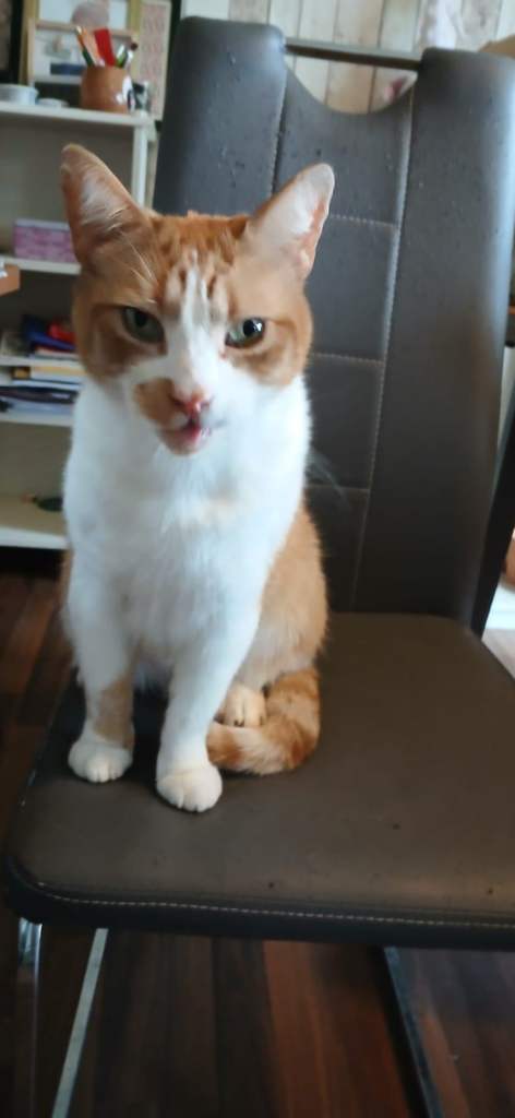 Ginger Tom Cat aged 8 