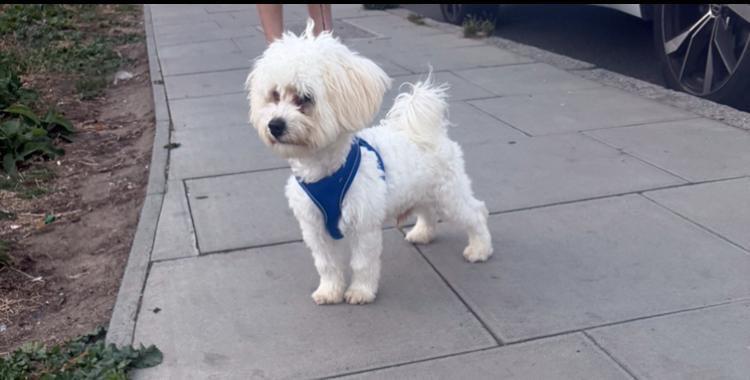 Beautiful White bichon Frisée boy
