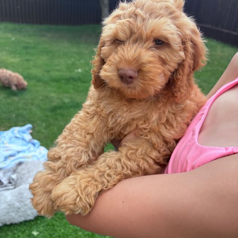 Cockapoo puppies ready to leave 3 left 