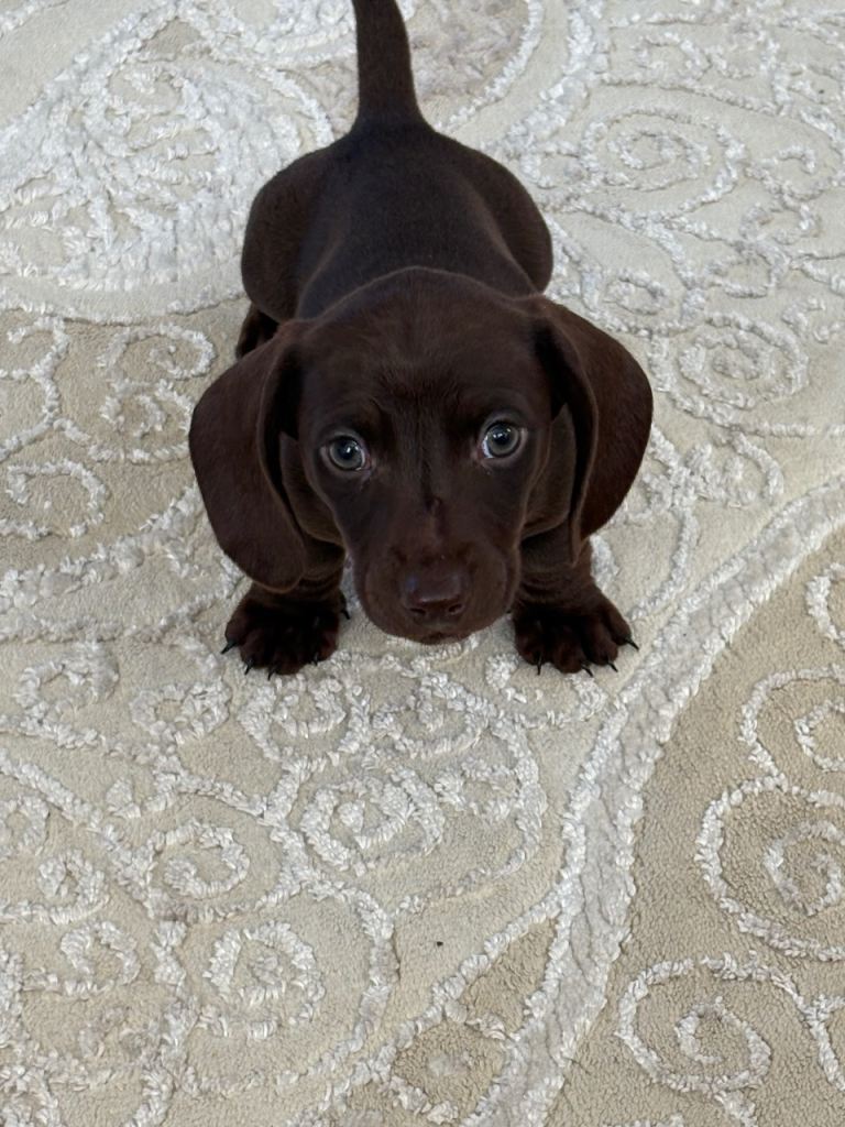 image for Kc Miniature Dachshunds 