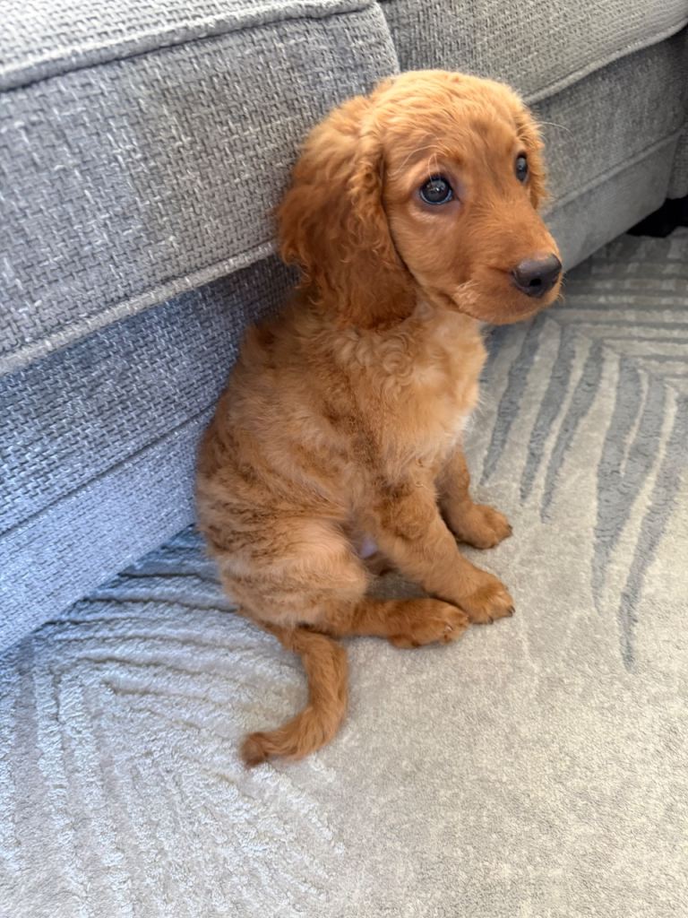 11 weeks cockapoo puppy
