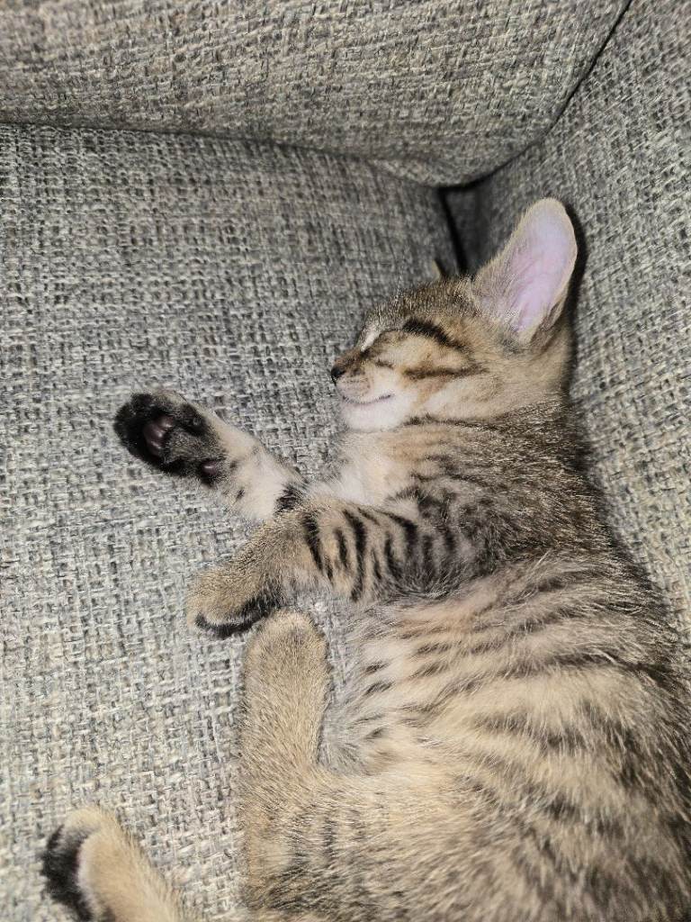 3 female kitten